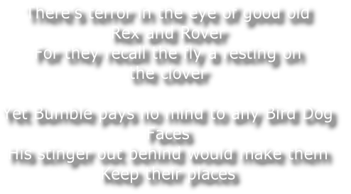 There’s terror in the eye of good old 
Rex and Rover
For they recall the fly a resting on 
the clover

Yet Bumble pays no mind to any Bird Dog
Faces
His stinger out behind would make them
Keep their places

